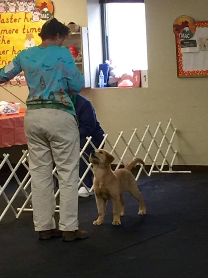 Match-Puppy Class.jpg